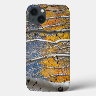 Utah, USA. Aspen Trees (Populus Tremuloides) iPhone 13 Case