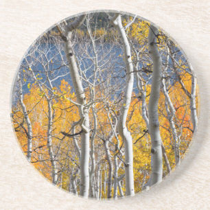 Utah, USA. Aspen Trees (Populus Tremuloides) Coaster