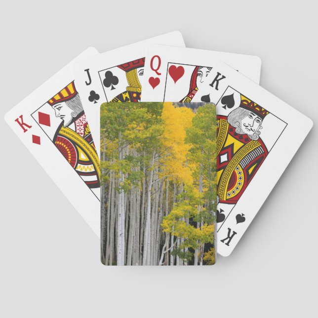 Utah. USA. Aspen Trees (Populus Tremuloides) Playing Cards (Back)