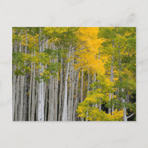 Utah. USA. Aspen Trees (Populus Tremuloides) Postcard