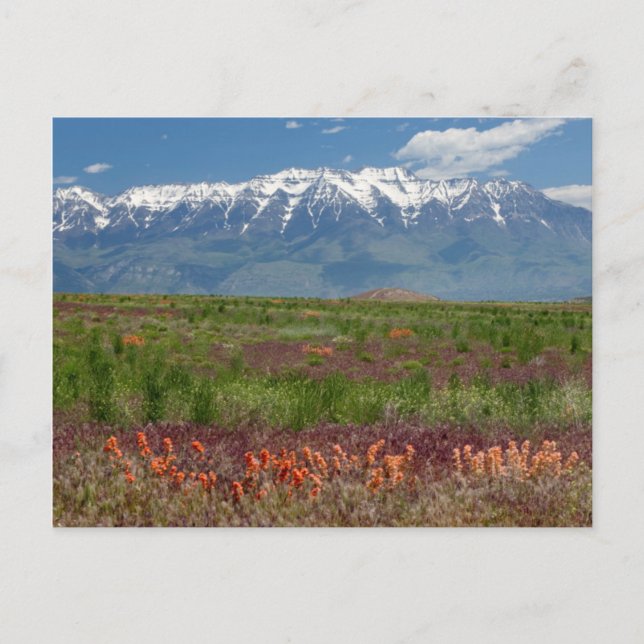 Utah, USA. Mt. Timpanogos Rises Above Postcard (Front)