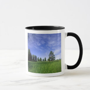 UTAH. USA. Ponderosa pines Pinus ponderosa) & Mug