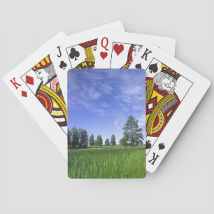 UTAH. USA. Ponderosa pines Pinus ponderosa) & Playing Cards