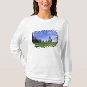 UTAH. USA. Ponderosa pines Pinus ponderosa) & T-Shirt