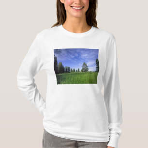 UTAH. USA. Ponderosa pines Pinus ponderosa) & T-Shirt