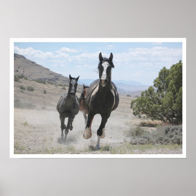 Utah Wild Horses Running Poster (Front)