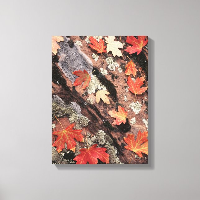 Utah, Zion National Park, Patterns of autumn Canvas Print (Front)