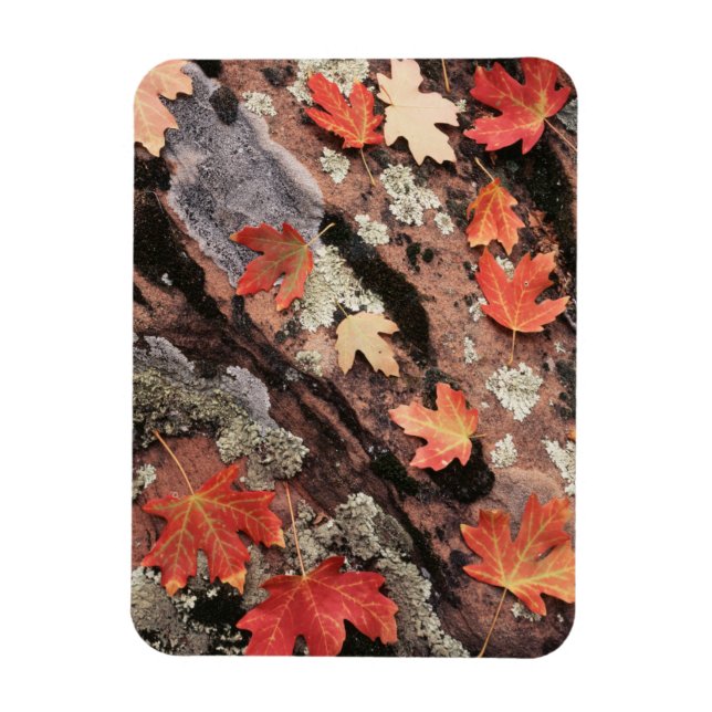 Utah, Zion National Park, Patterns of autumn Magnet (Vertical)