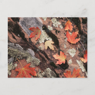 Utah, Zion National Park, Patterns of autumn Postcard