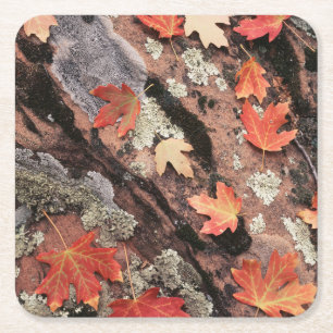 Utah, Zion National Park, Patterns of autumn Square Paper Coaster