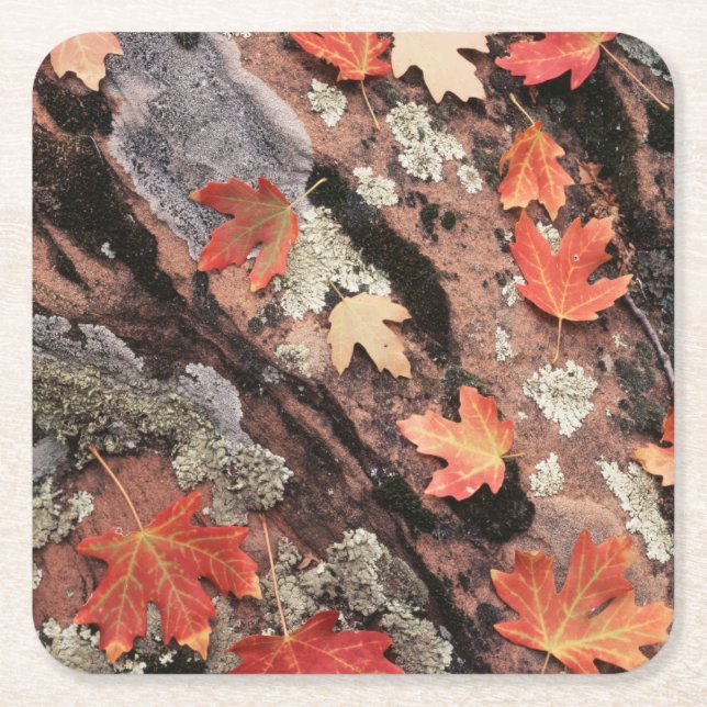 Utah, Zion National Park, Patterns of autumn Square Paper Coaster (Front)