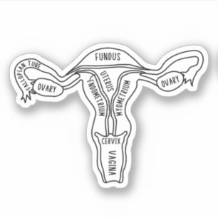 Uterus Anatomy, Feminist, Gynecologist, Midwife
