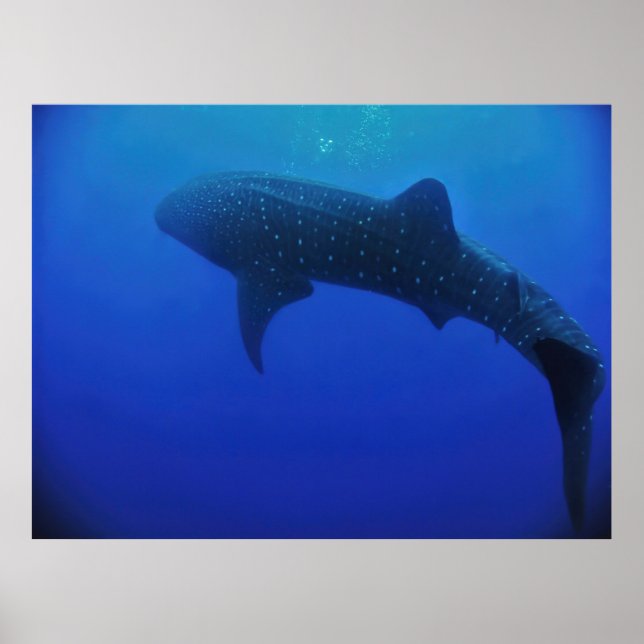 Utila Whale Shark Poster (Front)
