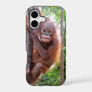 Uttuh Baby Orangutan in Jungle School