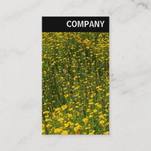 V Header - Bed of Yellow Daisies Business Card