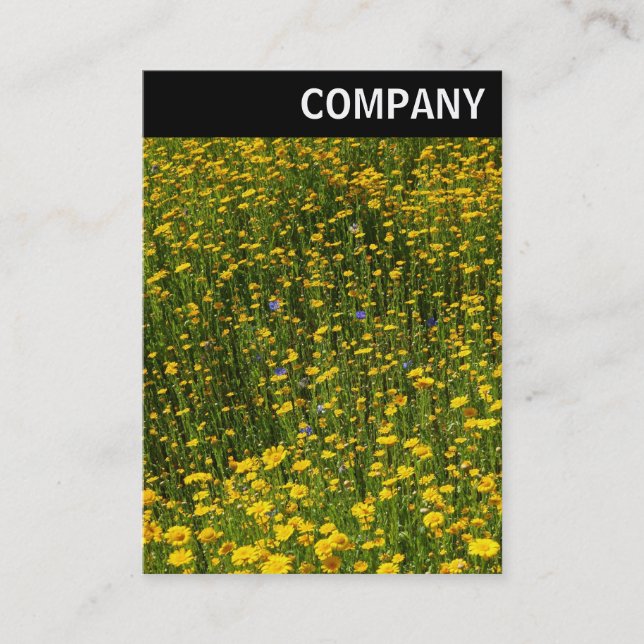 V Header - Bed of Yellow Daisies Business Card (Front)