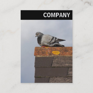 V Header - Good Morning Pigeon Business Card
