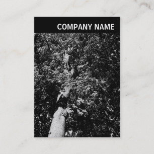 V Header - Image - Plane Tree Business Card