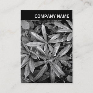 V Header - Photo - Rhododendron Leaves Business Card