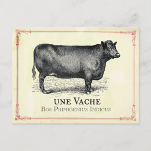 Vache Cow Postcard