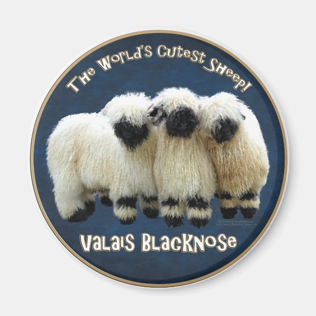 Valais Blacknose - The World's Cutest Sheep! Magnet (Front)