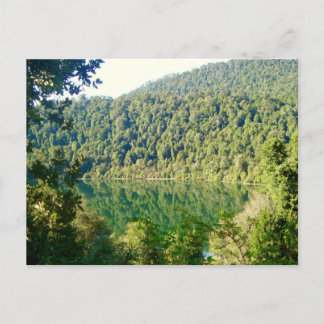 Valdivian Temperate Forest, Chile Postcard