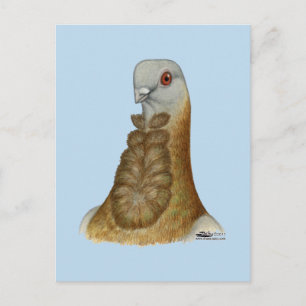 Valencian Figurita Pigeon Portrait Postcard