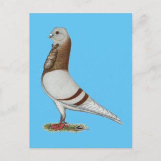 Valencian Figurita Pigeon Postcard