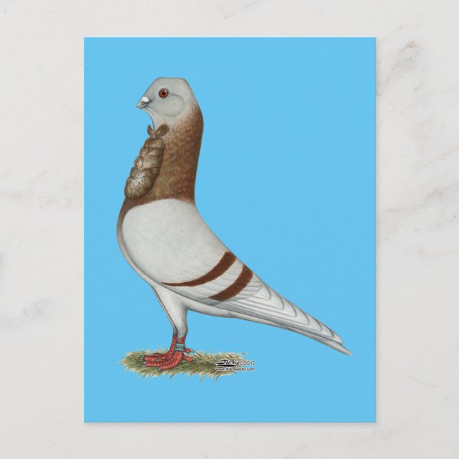 Valencian Figurita Pigeon Postcard (Front)