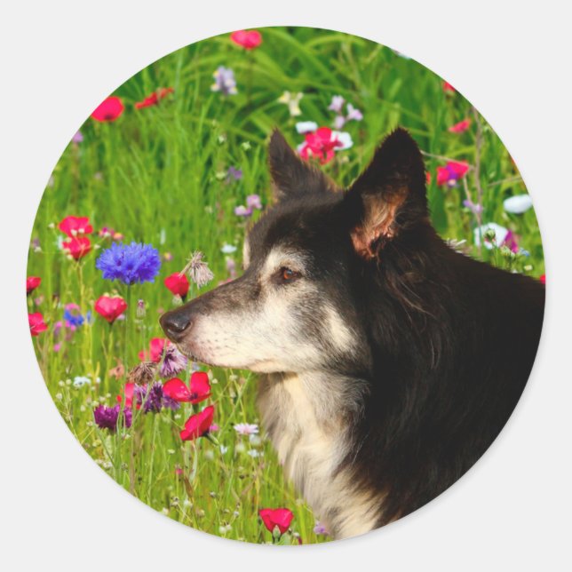 Valentine Border Collie with beautiful flowers Classic Round Sticker (Front)
