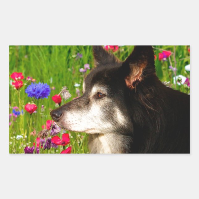 Valentine Border Collie with beautiful flowers Rectangular Sticker (Front)