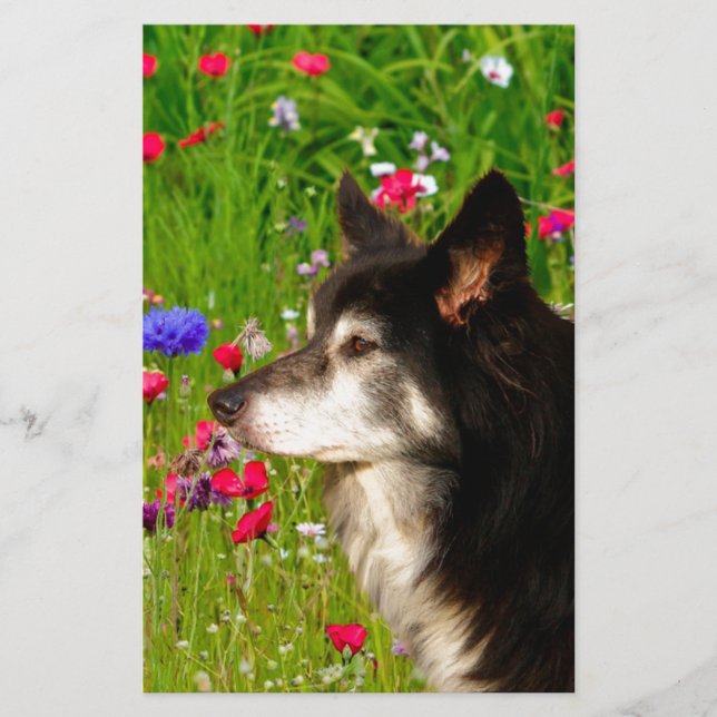Valentine Border Collie with beautiful flowers Stationery (Front)