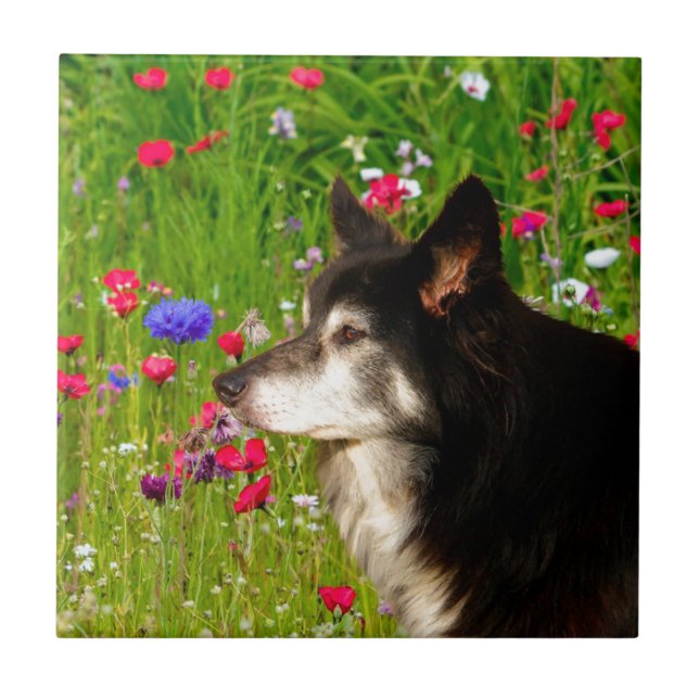 Valentine Border Collie with beautiful flowers Tile (Front)
