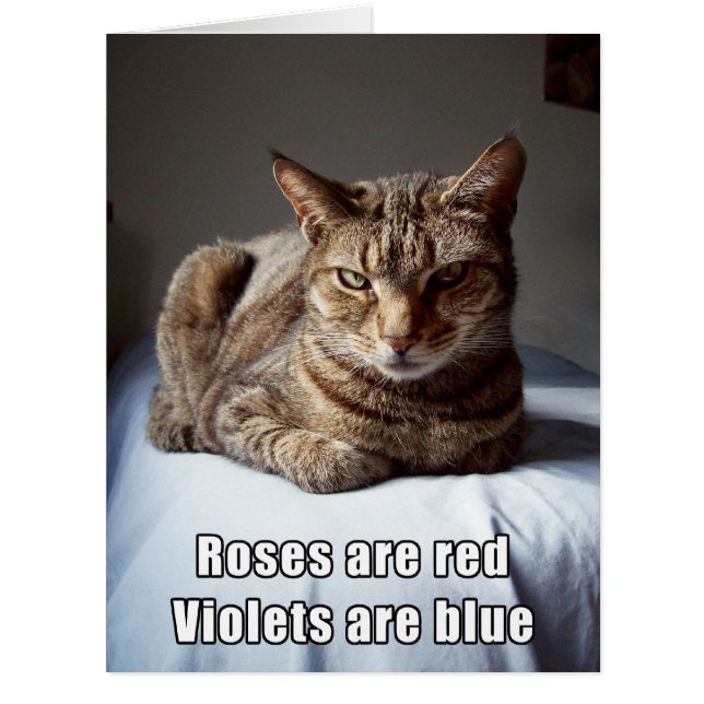 Valentine Cat funny poem BIG (Front)