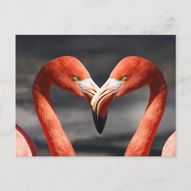 Valentine Flamingo Postcard (Front)