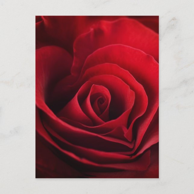 Valentine Red Rose Holiday Postcard (Front)