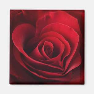 Valentine Red Rose Magnet