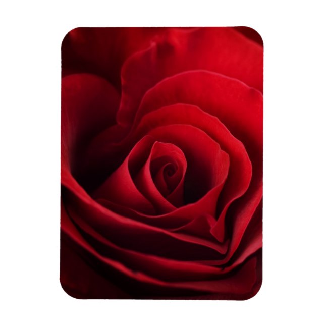 Valentine Red Rose Magnet (Vertical)