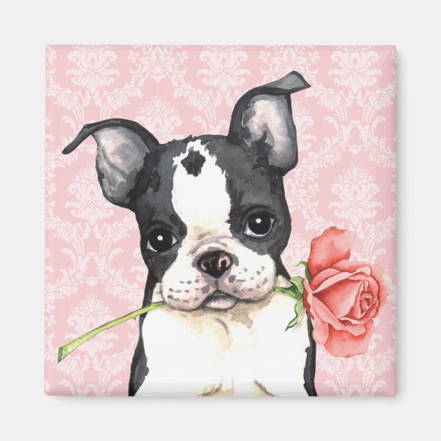 Valentine Rose Boston Terrier Magnet (Front)