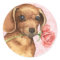 Valentine Rose Dachshund