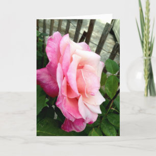 Valentine Rose Holiday Card