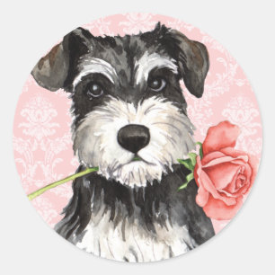 Valentine Rose Mini Schnauzer Classic Round Sticker