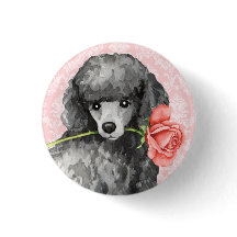 Valentine Rose Miniature Poodle