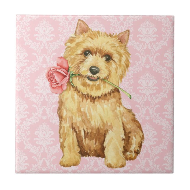 Valentine Rose Norwich Terrier Tile (Front)