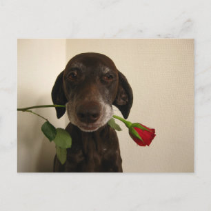 valentine rose pointer holiday postcard