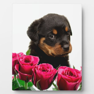 Valentine Rose Rottweiler Puppy Plaque