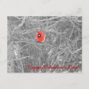 Valentine’s Day Cardinals Postcard