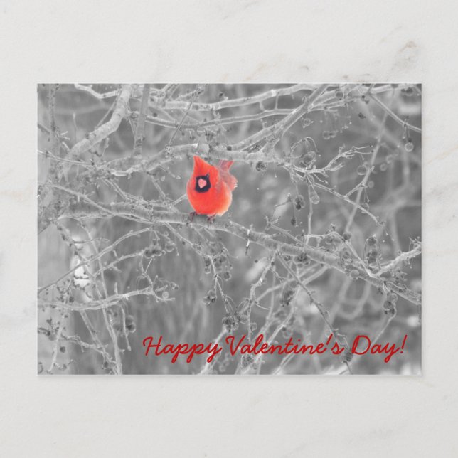 Valentine’s Day Cardinals Postcard (Front)