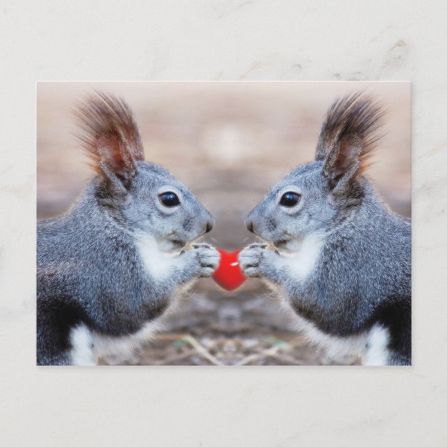 Valentine Squirrels Postcard (Front)