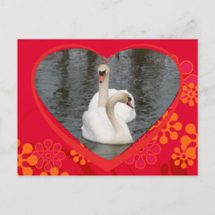 valentine swans holiday postcard